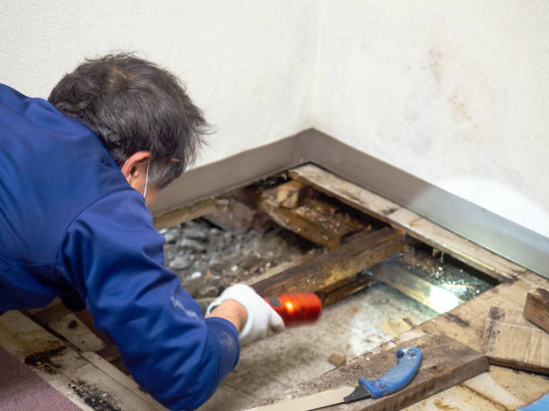 Best Local Mold Removal Service  in El Dorado Hills, CA