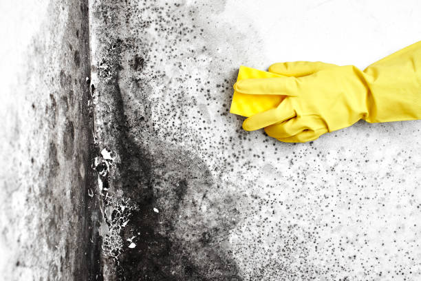 Best Attic Mold Removal  in El Dorado Hills, CA