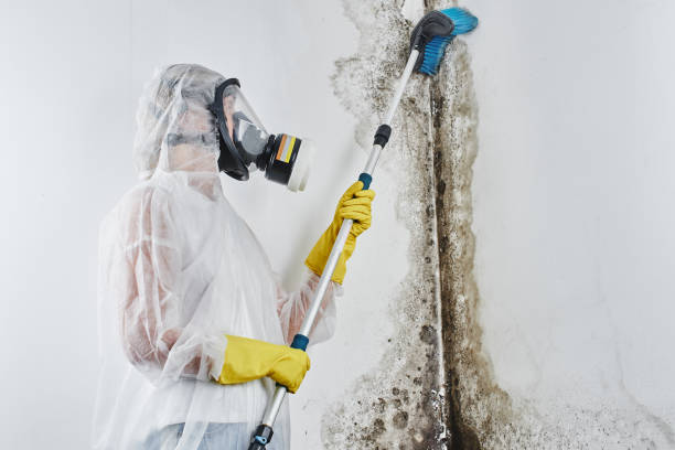 Best Home Mold Removal  in El Dorado Hills, CA