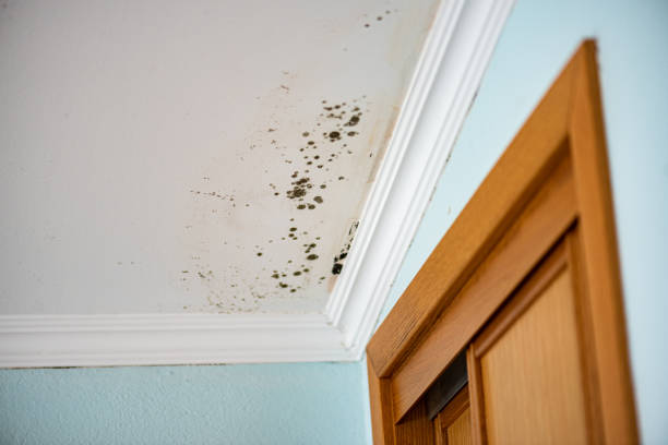 Best Mold Testing  in El Dorado Hills, CA