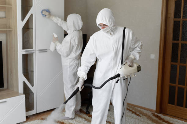 Best Attic Mold Removal  in El Dorado Hills, CA