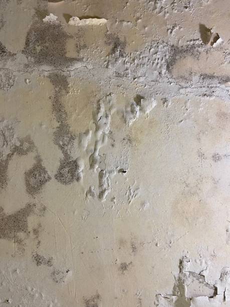 Best Same-Day Mold Removal  in El Dorado Hills, CA