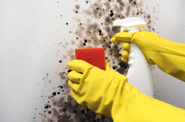 Best Office Mold Removal Services  in El Dorado Hills, CA