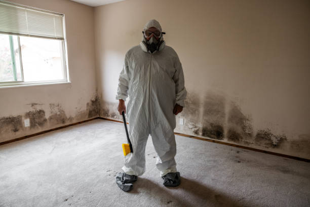 Home Mold Removal in El Dorado Hills, CA
