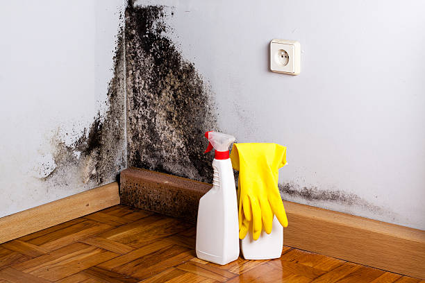 Best Crawl Space Mold Removal  in El Dorado Hills, CA
