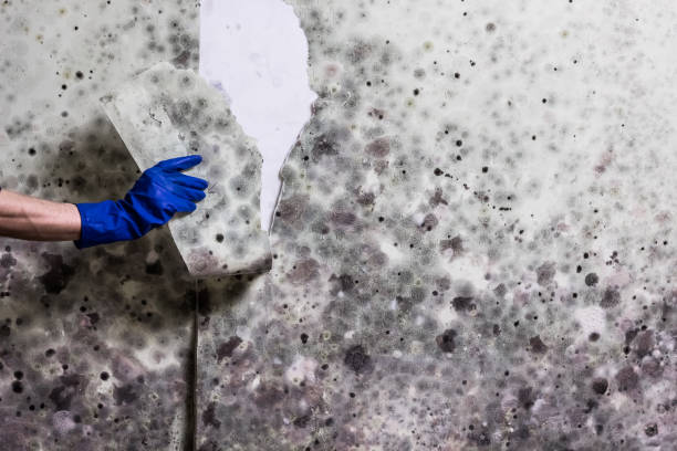 Best Commercial Mold Removal  in El Dorado Hills, CA