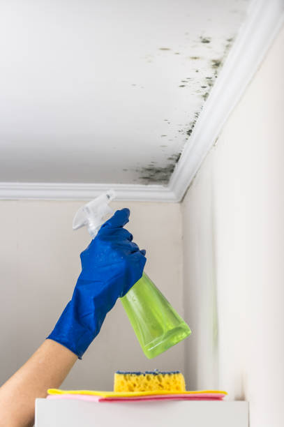 Best Affordable Mold Removal  in El Dorado Hills, CA