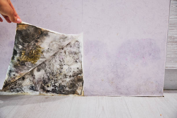 Reliable El Dorado Hills, CA Mold Removal Solutions